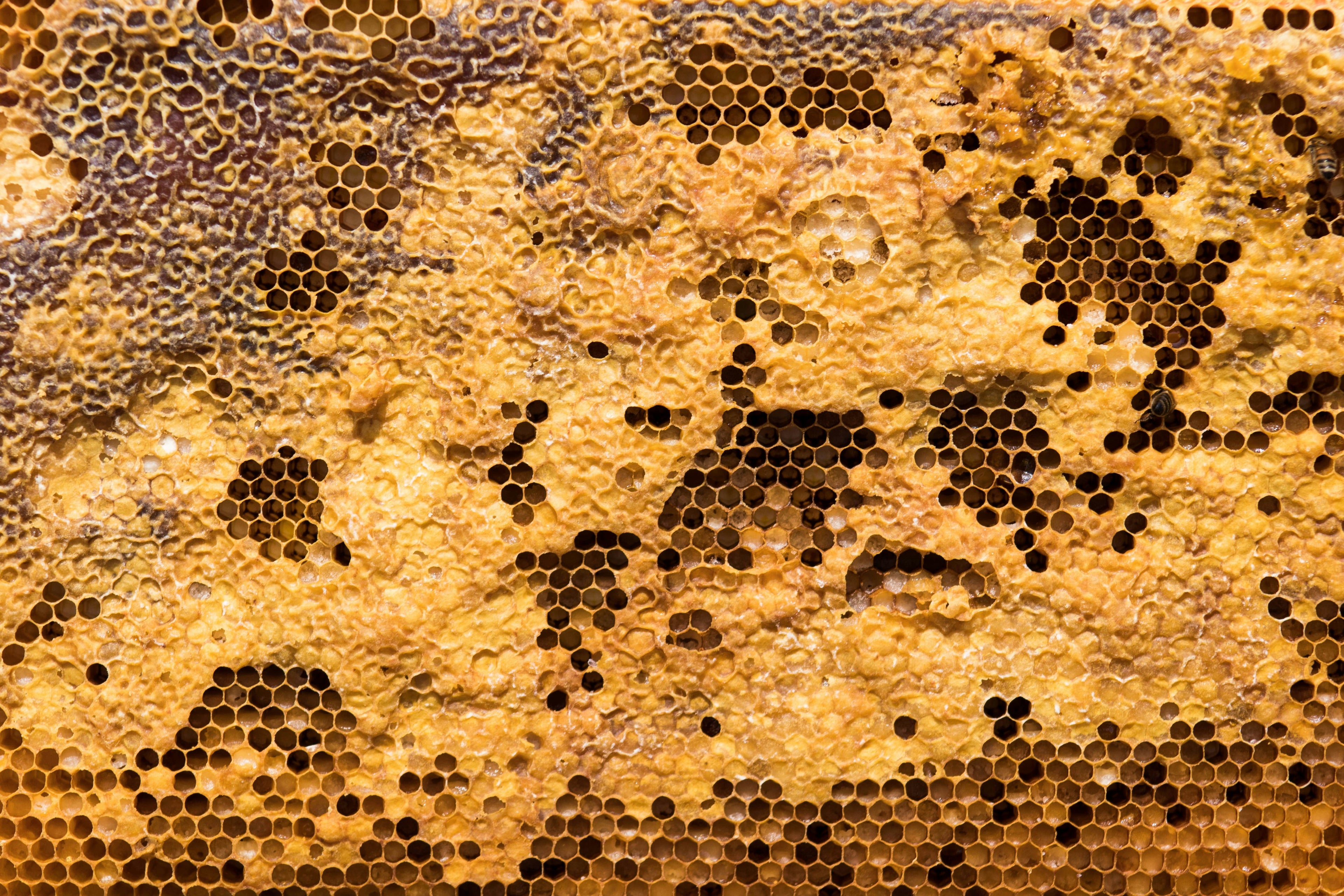Close-up of honeycomb with bees and honey